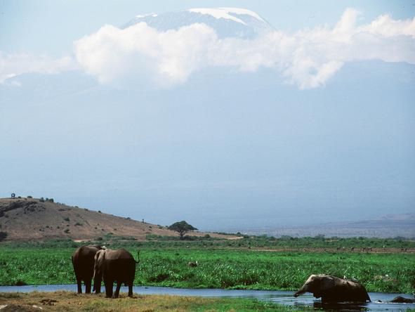 Amboseli Serena Safari Lodge - Elephants